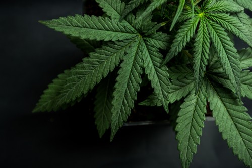 Liberação da maconha e seu efeito sobre a economia